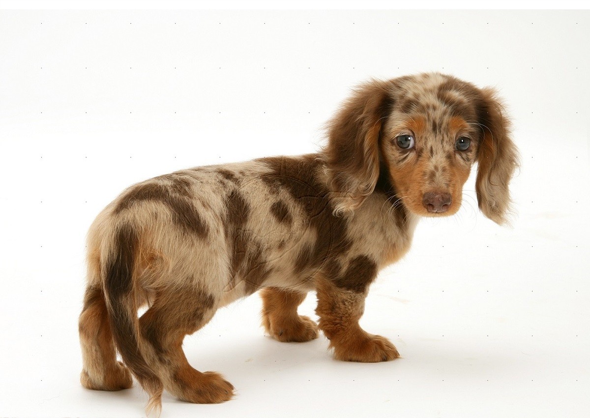 Cute Puppy Weiner Dogs , HD Wallpaper & Backgrounds