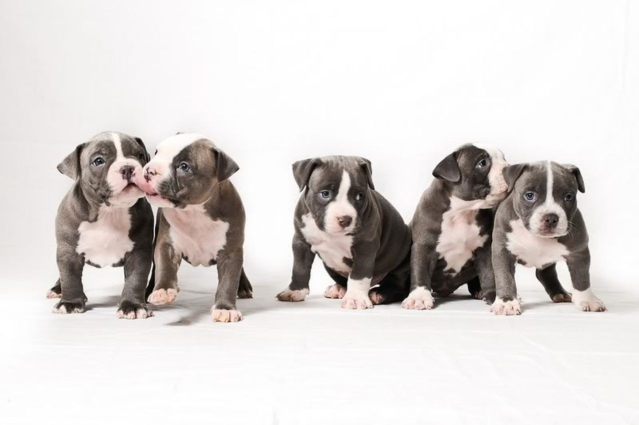 Pitbull Puppy Wallpaper - American Pit Bull Terrier , HD Wallpaper & Backgrounds