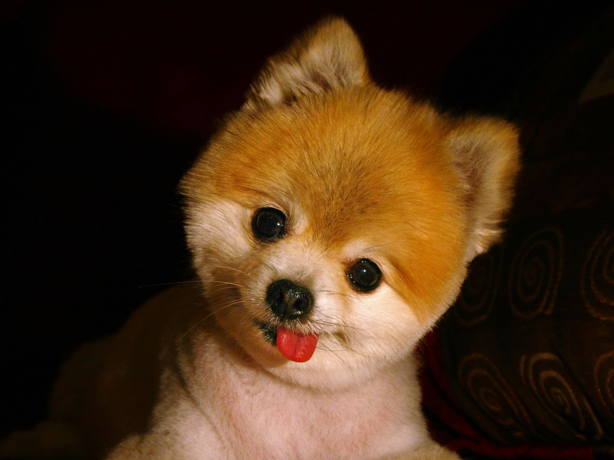 Cute Pomeranian Puppies Wallpaper - Pomeranian Tongue Out , HD Wallpaper & Backgrounds