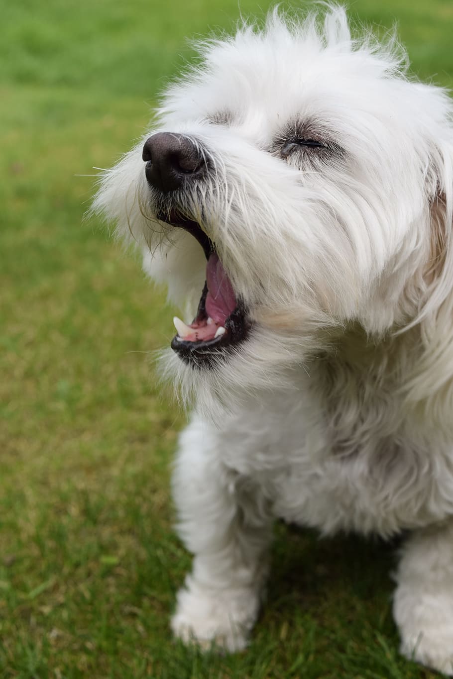 Dog, Cute, Maltese, White, Tired, Sweet, Animal, Pet, - Companion Dog , HD Wallpaper & Backgrounds
