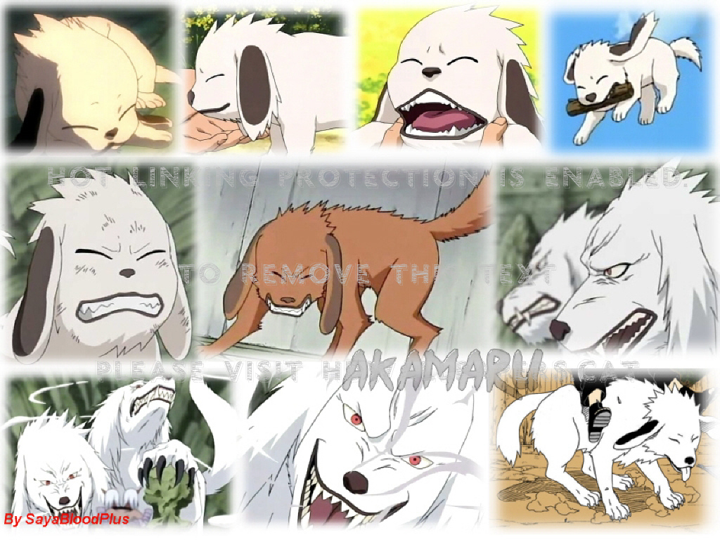 Desktop Naruto Akamaru Anime Dog Animals Tv - Akamaru , HD Wallpaper & Backgrounds