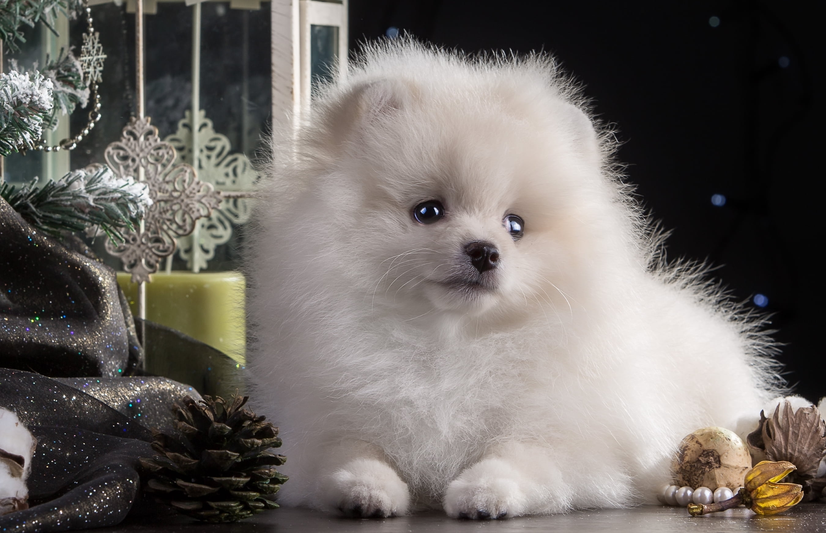 Download Beautiful Pet Dogs , HD Wallpaper & Backgrounds