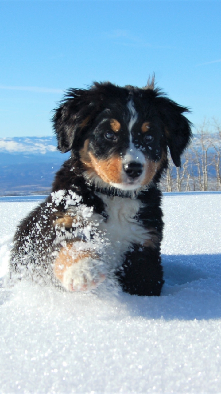 Dog Wallpaper For Mobile - Snow Bernese Mountain Dog , HD Wallpaper & Backgrounds