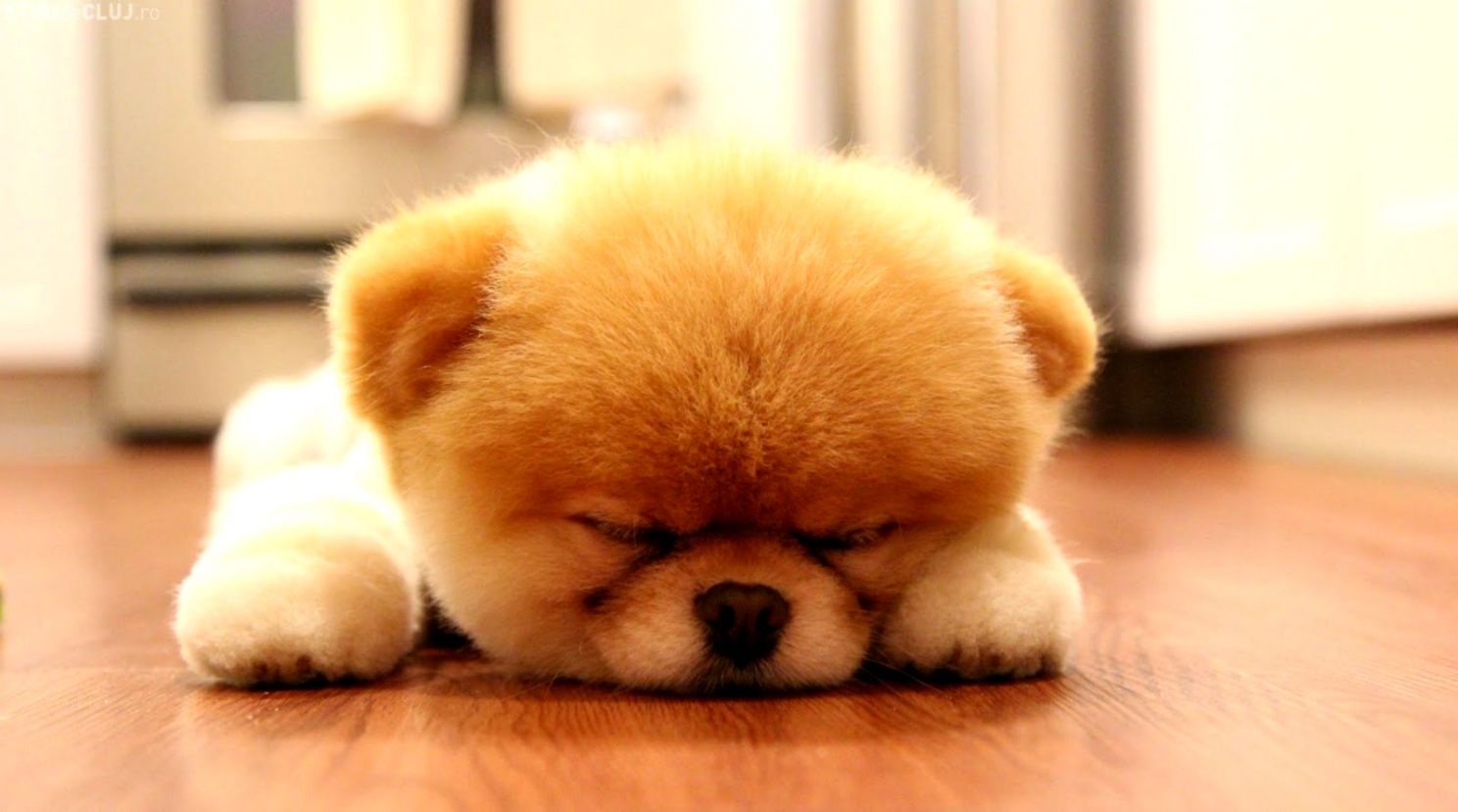 Download Sweet Boo Dog Sleep Wallpaper Full Hd Wallpapers - Most Cute Puppy In The World , HD Wallpaper & Backgrounds