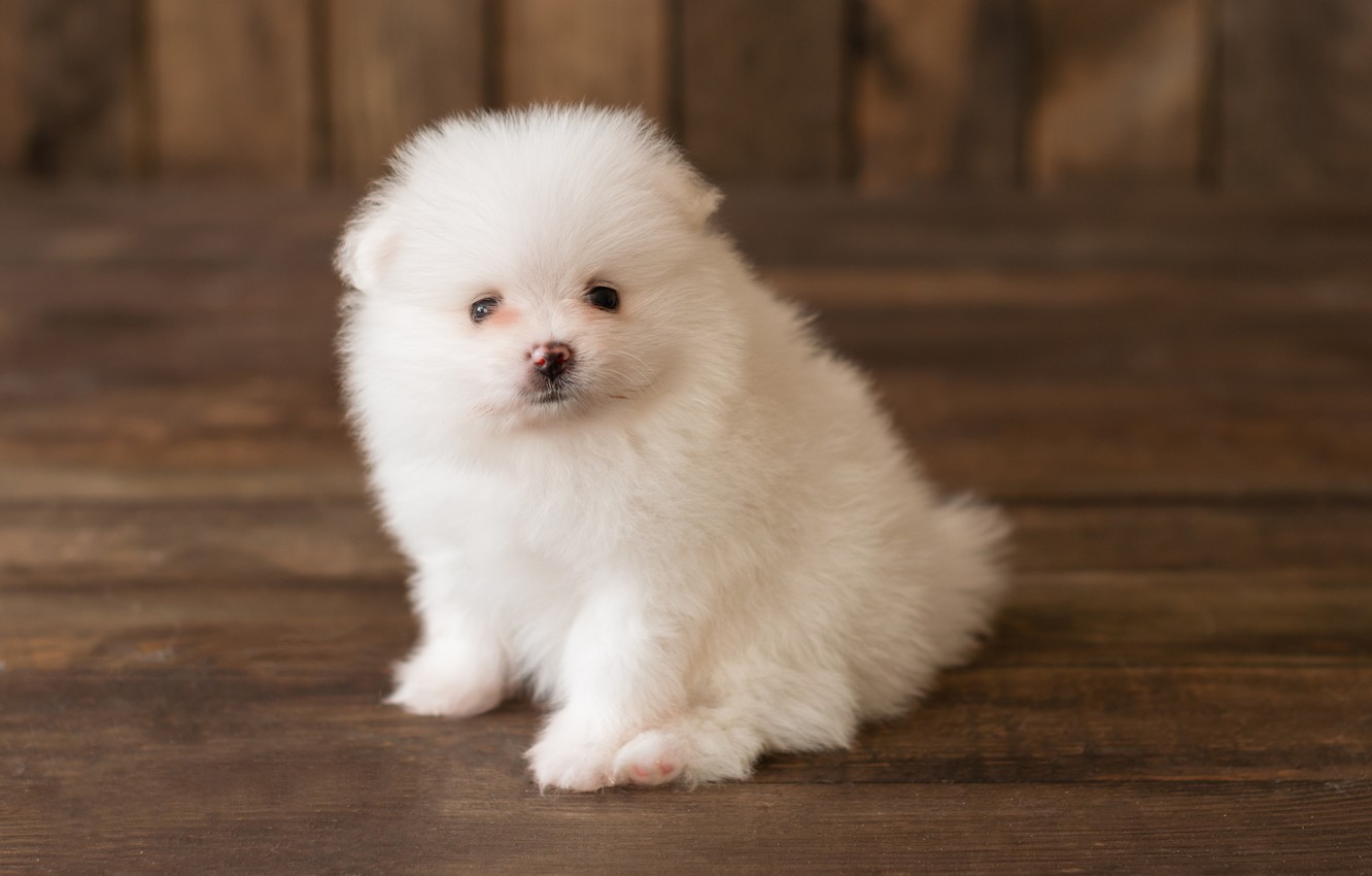 Photo Wallpaper Look, Dog, Fluffy, Puppy, White, Pomeranian - Cute Little Dog , HD Wallpaper & Backgrounds
