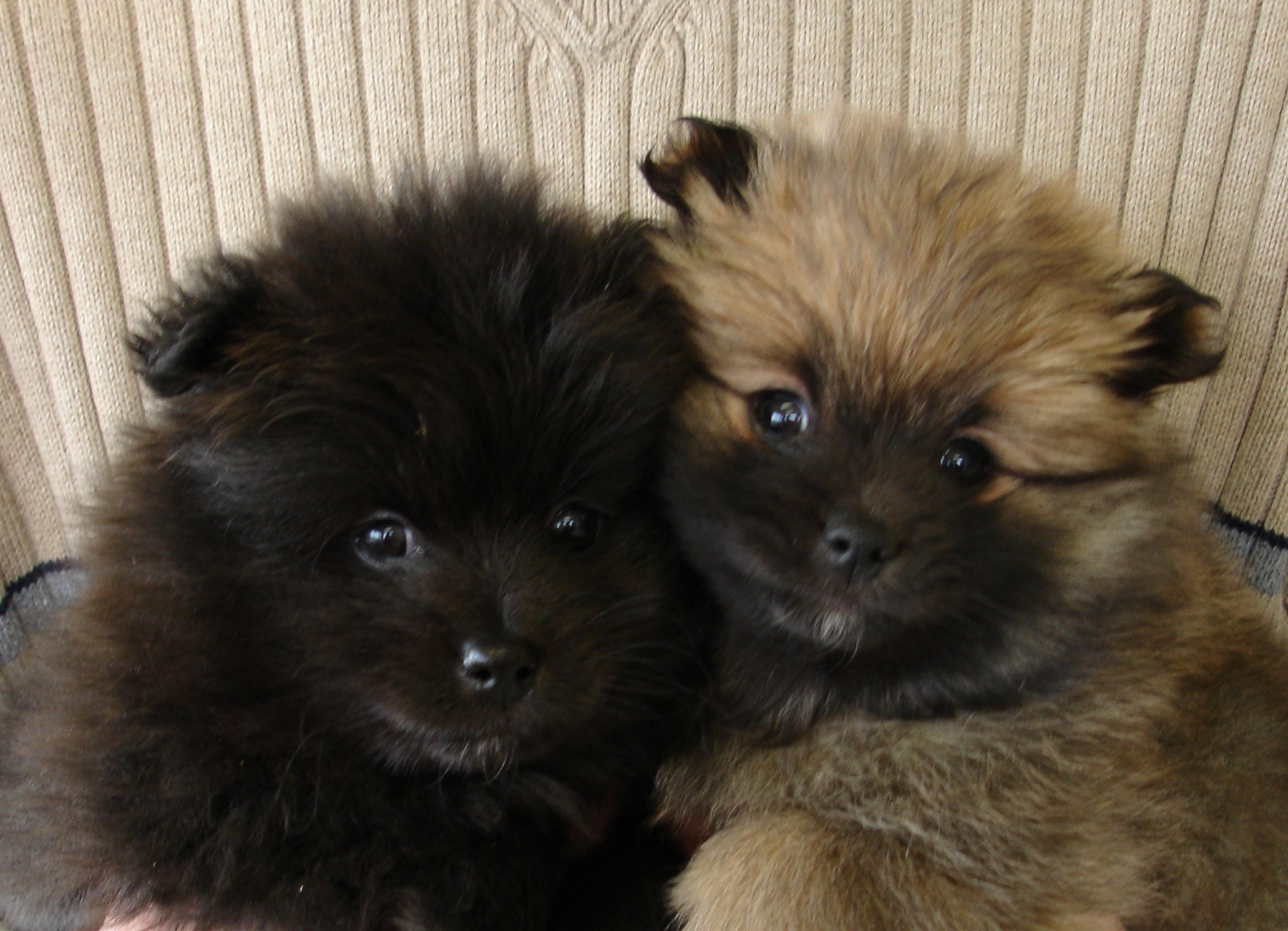 Pomeranian Puppy Wallpaper - Pomeranian , HD Wallpaper & Backgrounds