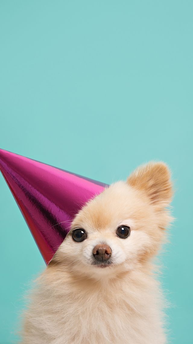 Pomeranian Saying Happy Birthday , HD Wallpaper & Backgrounds