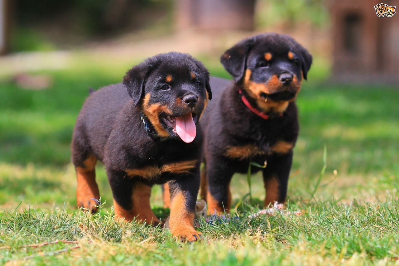 Rottweiler Dog Wallpaper - Rottweiler Puppies , HD Wallpaper & Backgrounds