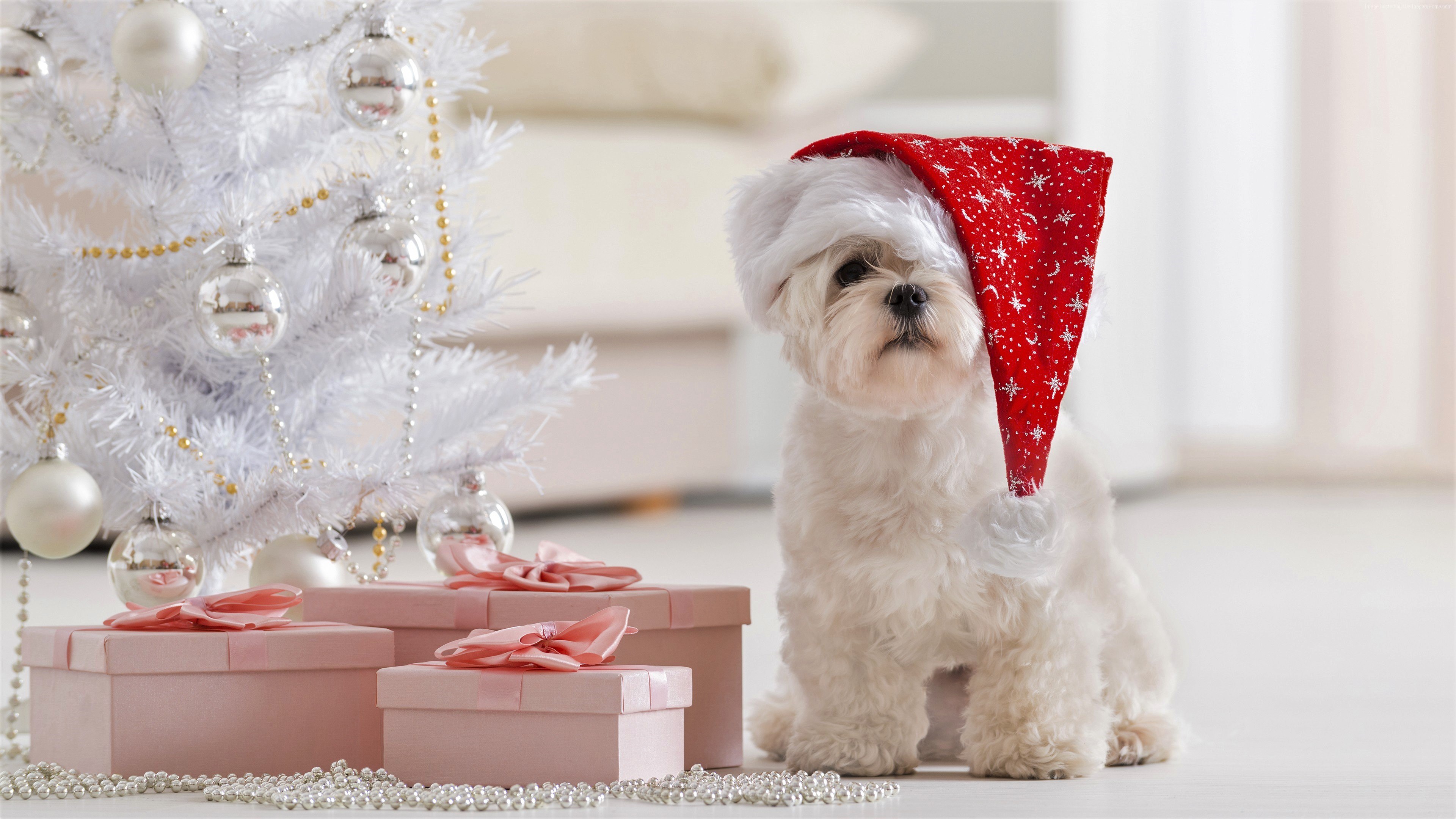 4k Christmas Dog Desktop Wallpaper - Новогодние Картинки С Собаками На Рабочий Стол , HD Wallpaper & Backgrounds