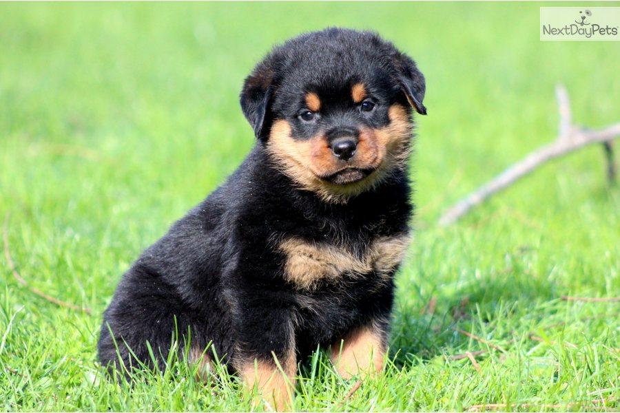 Rottweiler Puppy Wallpaper - Cute Rottweiler Dog Puppies , HD Wallpaper & Backgrounds