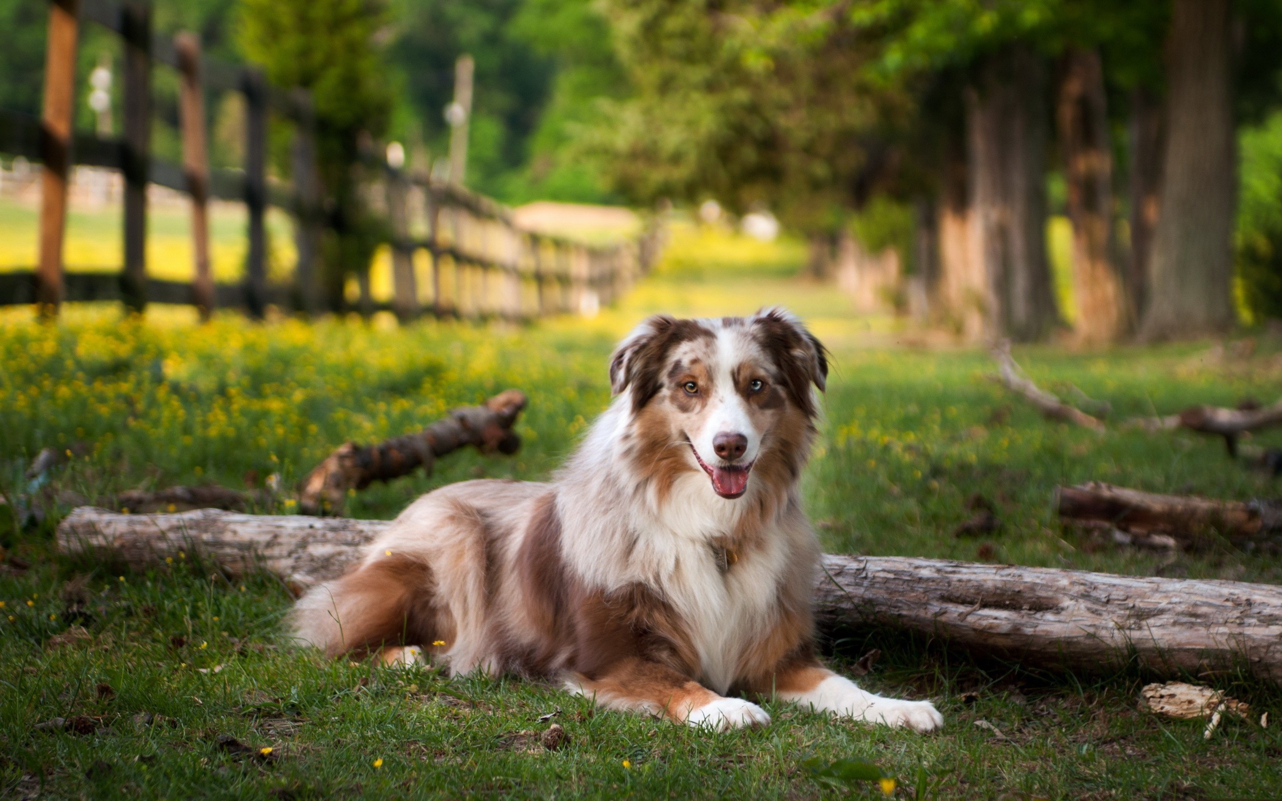 Dog Wallpaper Hd - Australian Shepherd , HD Wallpaper & Backgrounds