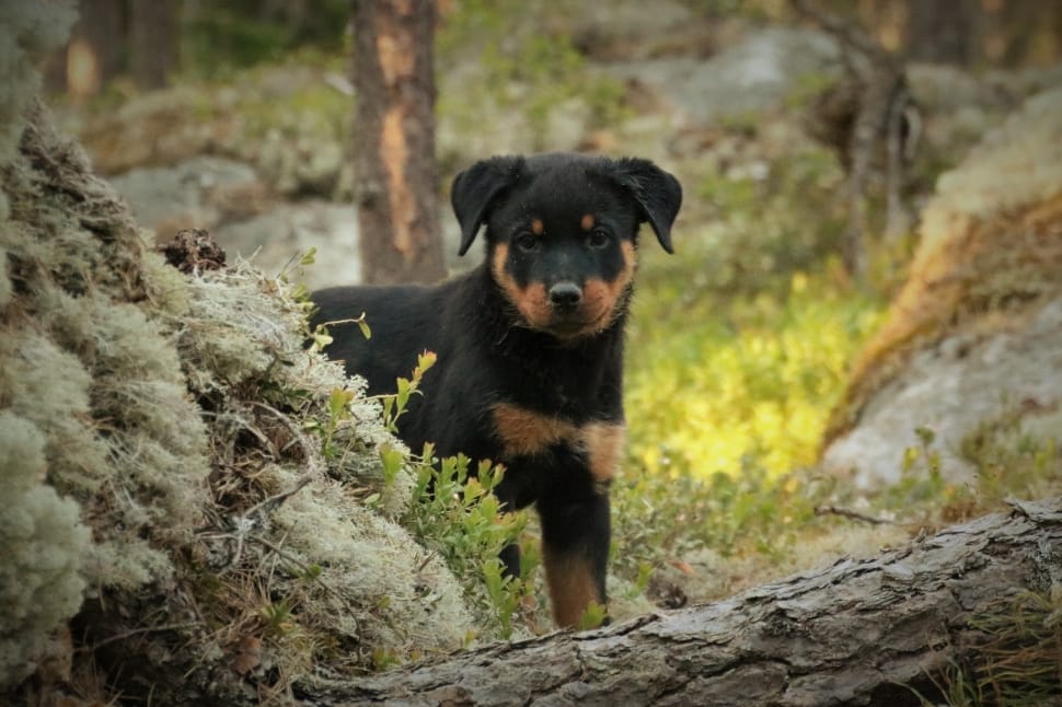 Mahogany And Black Rottweiler Puppy Preview - Rottweiler Puppy , HD Wallpaper & Backgrounds