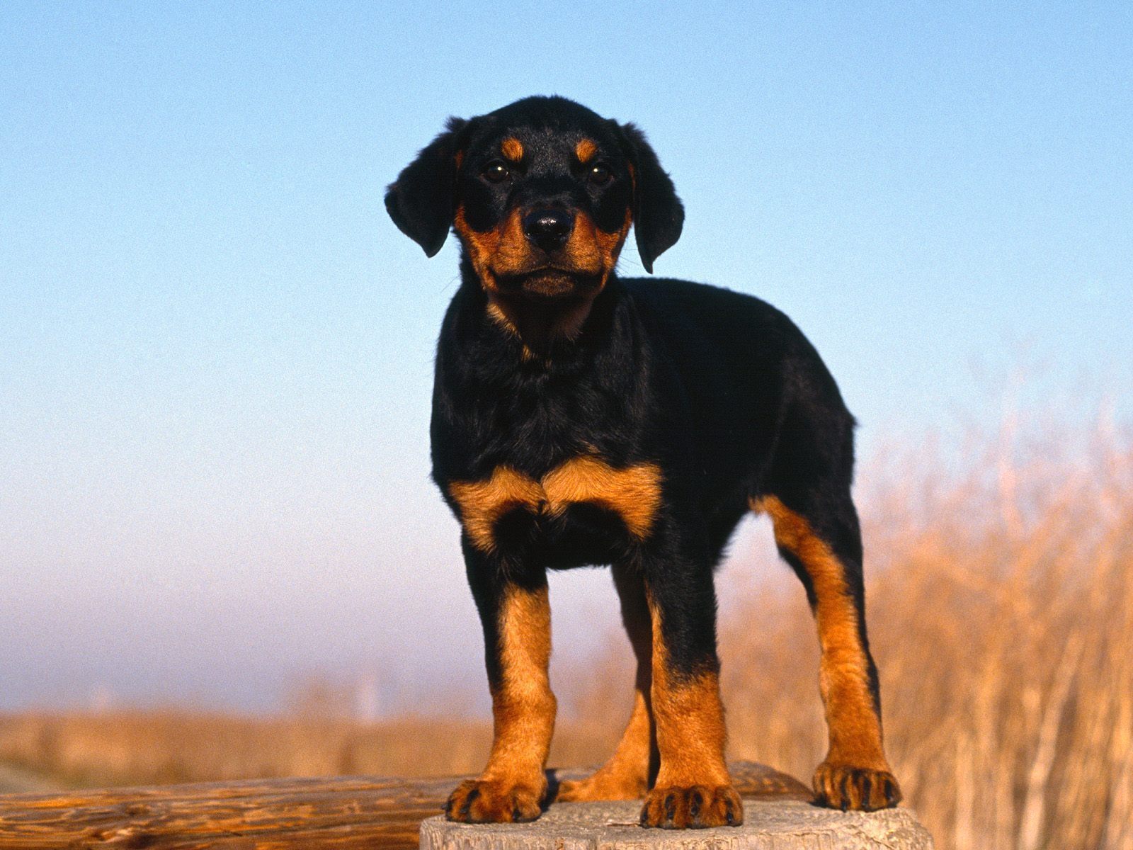 Rottweiler Puppy Puppies Wallpaper 9460976 - Doberman Wallpaper Puppy , HD Wallpaper & Backgrounds