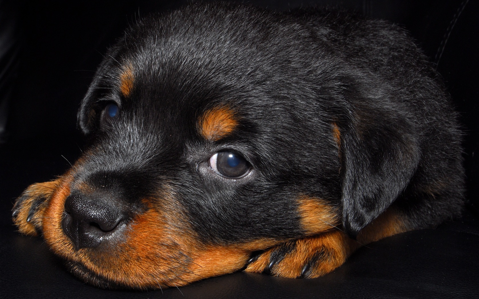 Rottweiler Puppy, Close-up, Pets, Small Rottweiler, - Mały Rottweiler , HD Wallpaper & Backgrounds