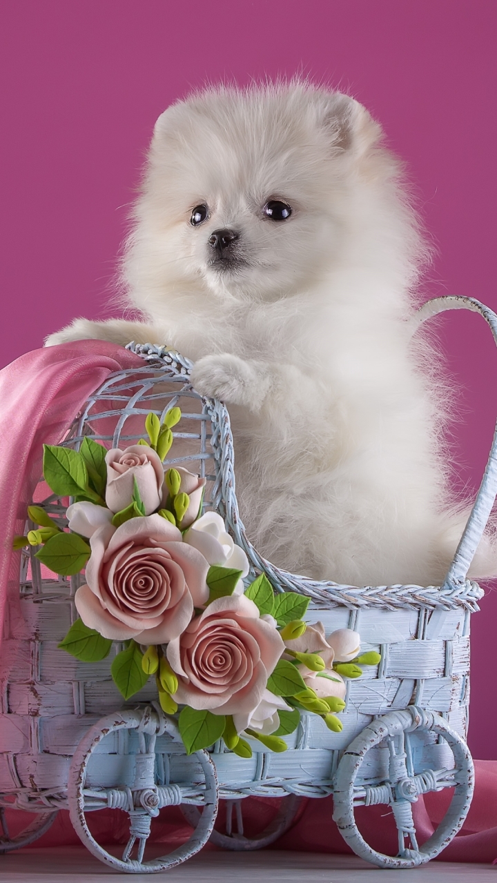 Wallpaper - Pomeranian Puppy Wallpaper Phone , HD Wallpaper & Backgrounds