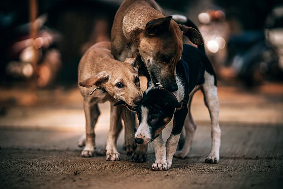 Dogs Playing, Selective Focus Photograph Of Three Indian - G5 X Mark Ii Bokeh , HD Wallpaper & Backgrounds