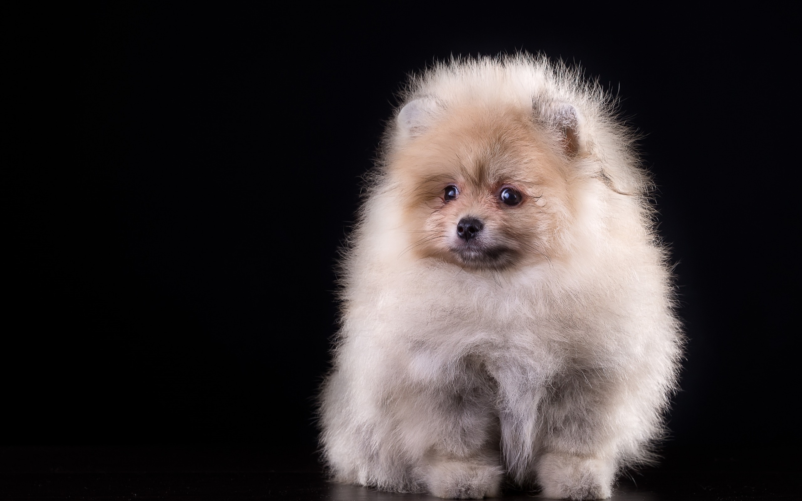Pomeranian, Puppy, Cute Animals, Small Dog, Fluffy - Pomeranian Hintergrundbild , HD Wallpaper & Backgrounds
