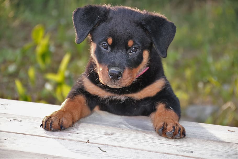 Mahogany Rottweiler Puppy On Focus Photo, Dog, Pet, - Rottweiler Cachorro , HD Wallpaper & Backgrounds