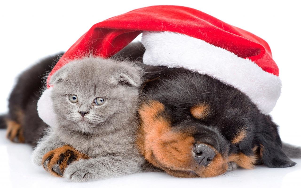 Download Hd Cat And Dog Desktop Wallpaper Id - Cats And Dog Christmas , HD Wallpaper & Backgrounds