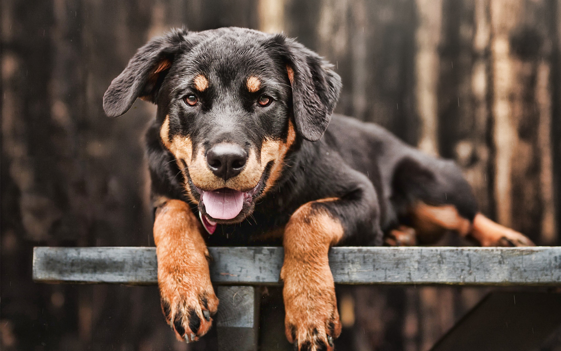 Rottweiler Puppy, Close-up, Pets, Puppy, Dogs, Small - Rottweiler Puppy Wallpaper Hd , HD Wallpaper & Backgrounds