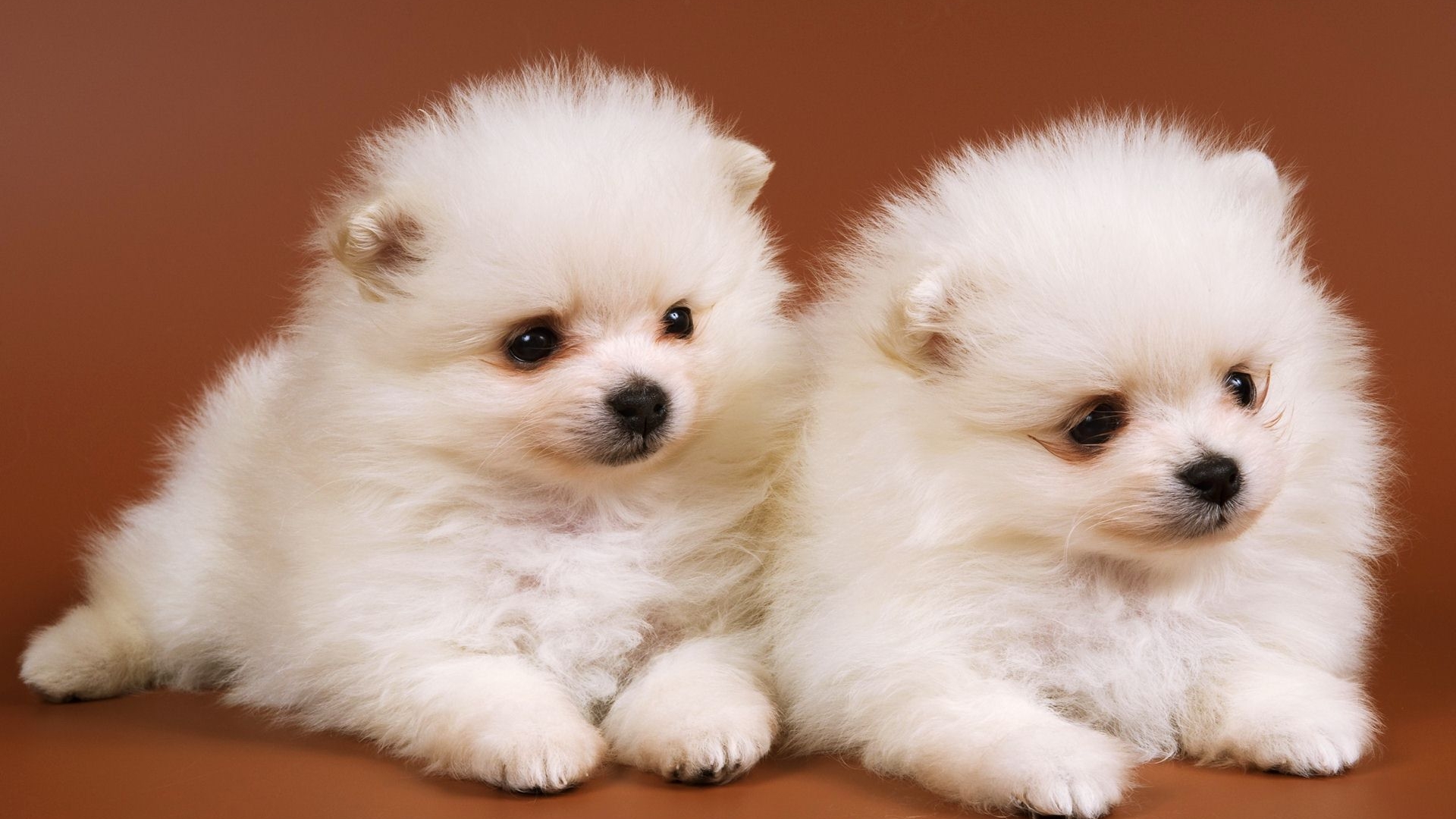 Cute Baby Dog Wallpaper Litle Pups - Lion Dog Breed Puppy , HD Wallpaper & Backgrounds