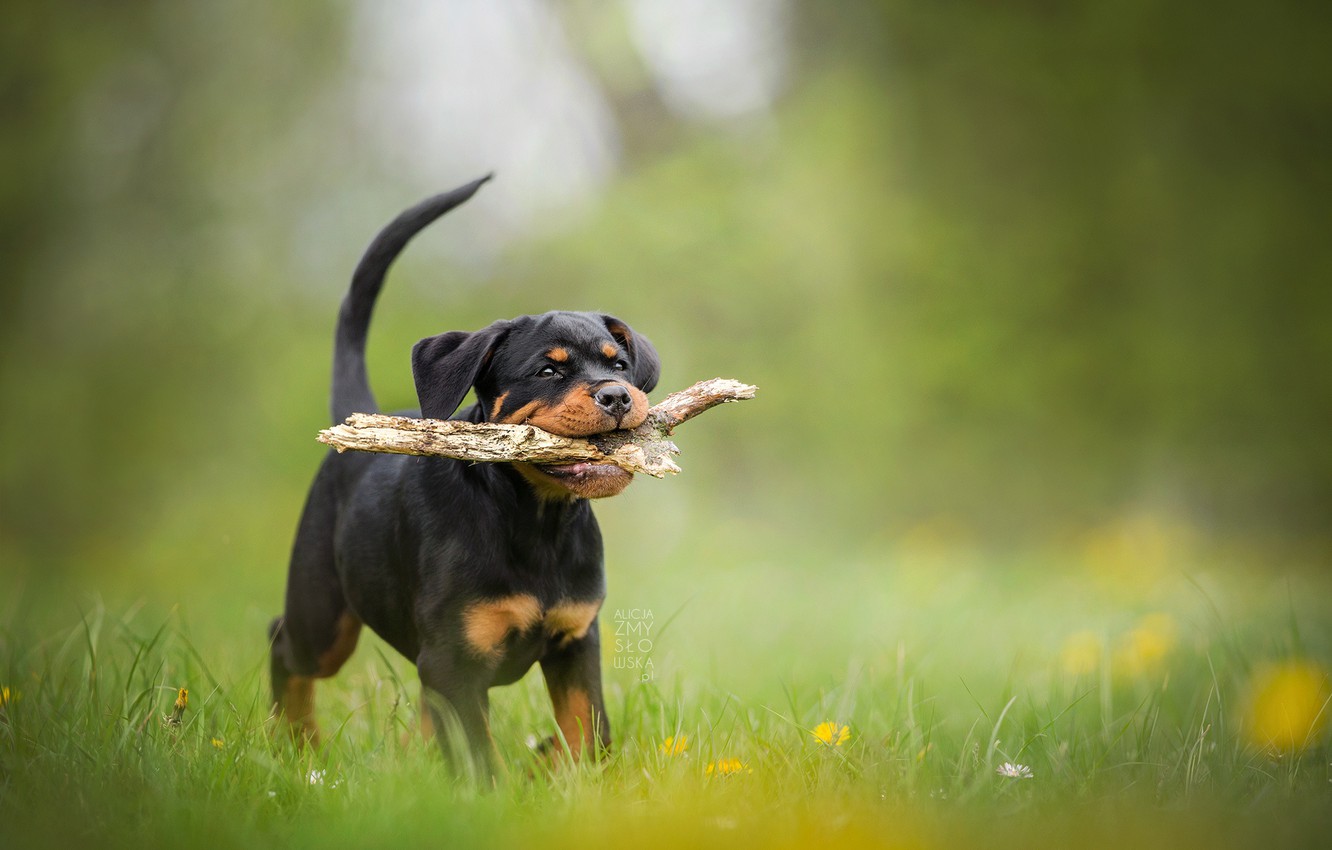 Rottweiler Puppy Wallpaper - Rottweiler Dog Baby , HD Wallpaper & Backgrounds