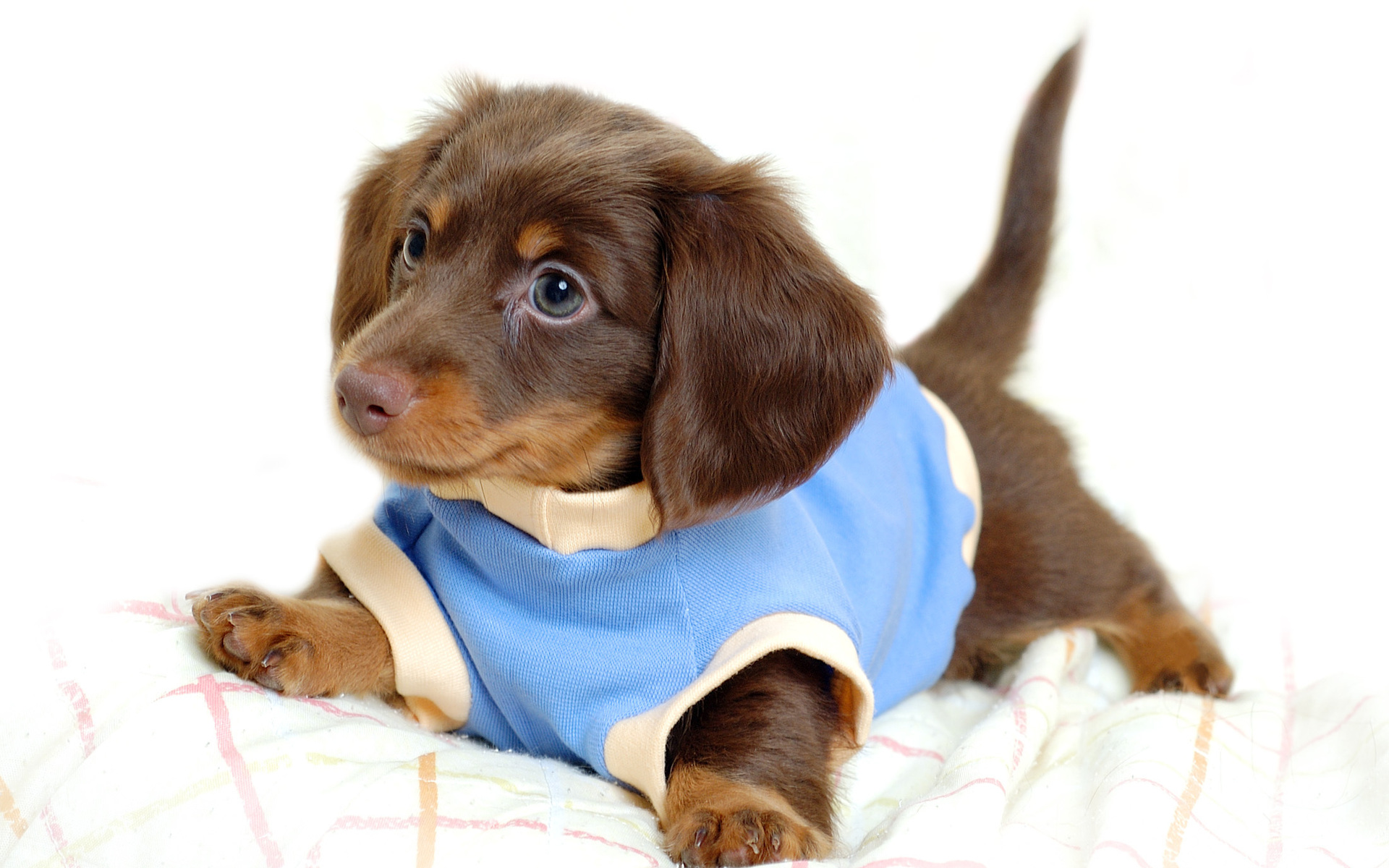 Pomeranian Puppy Wallpapers Group - Dachshunds Wearing Sweaters , HD Wallpaper & Backgrounds