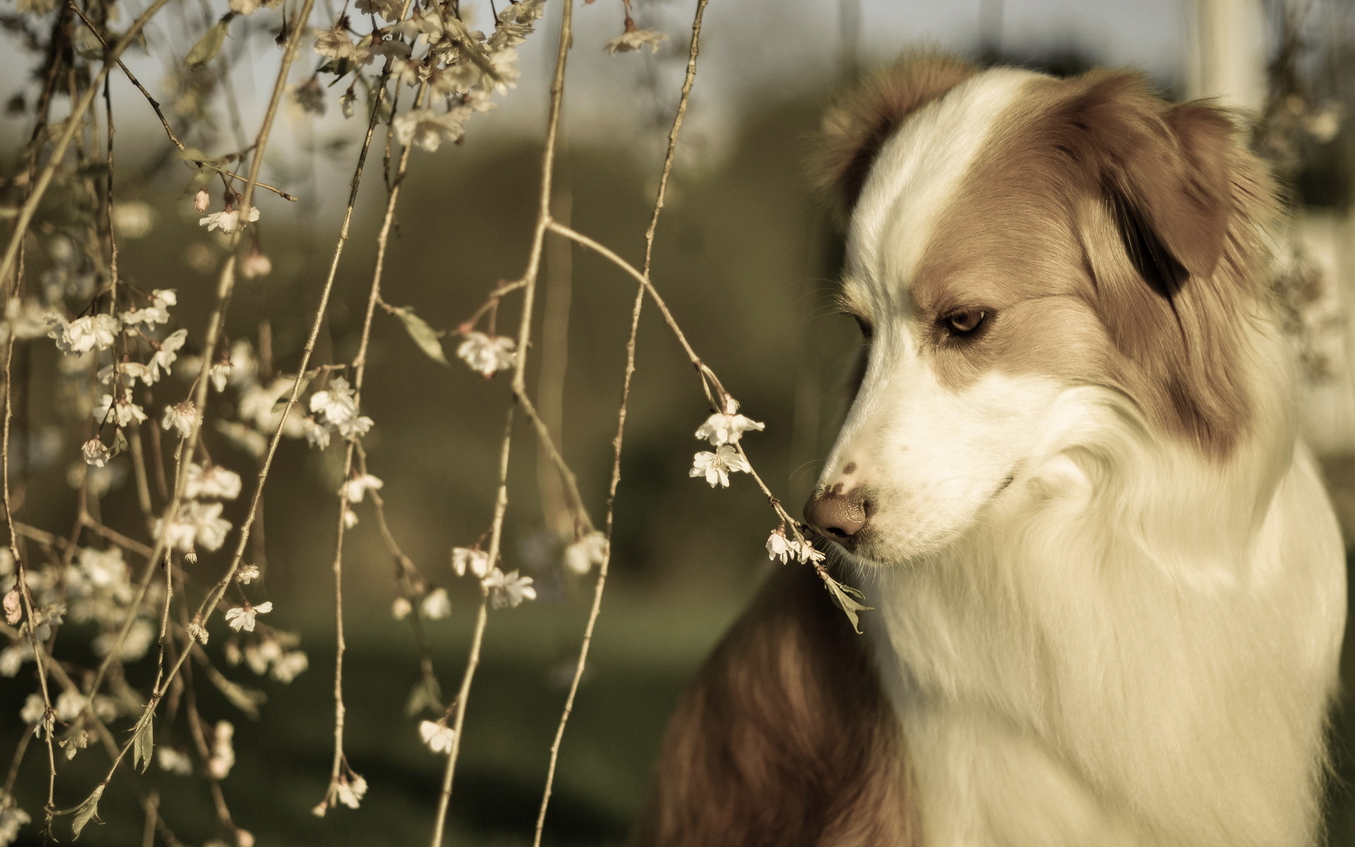 Spring Border Collie , HD Wallpaper & Backgrounds