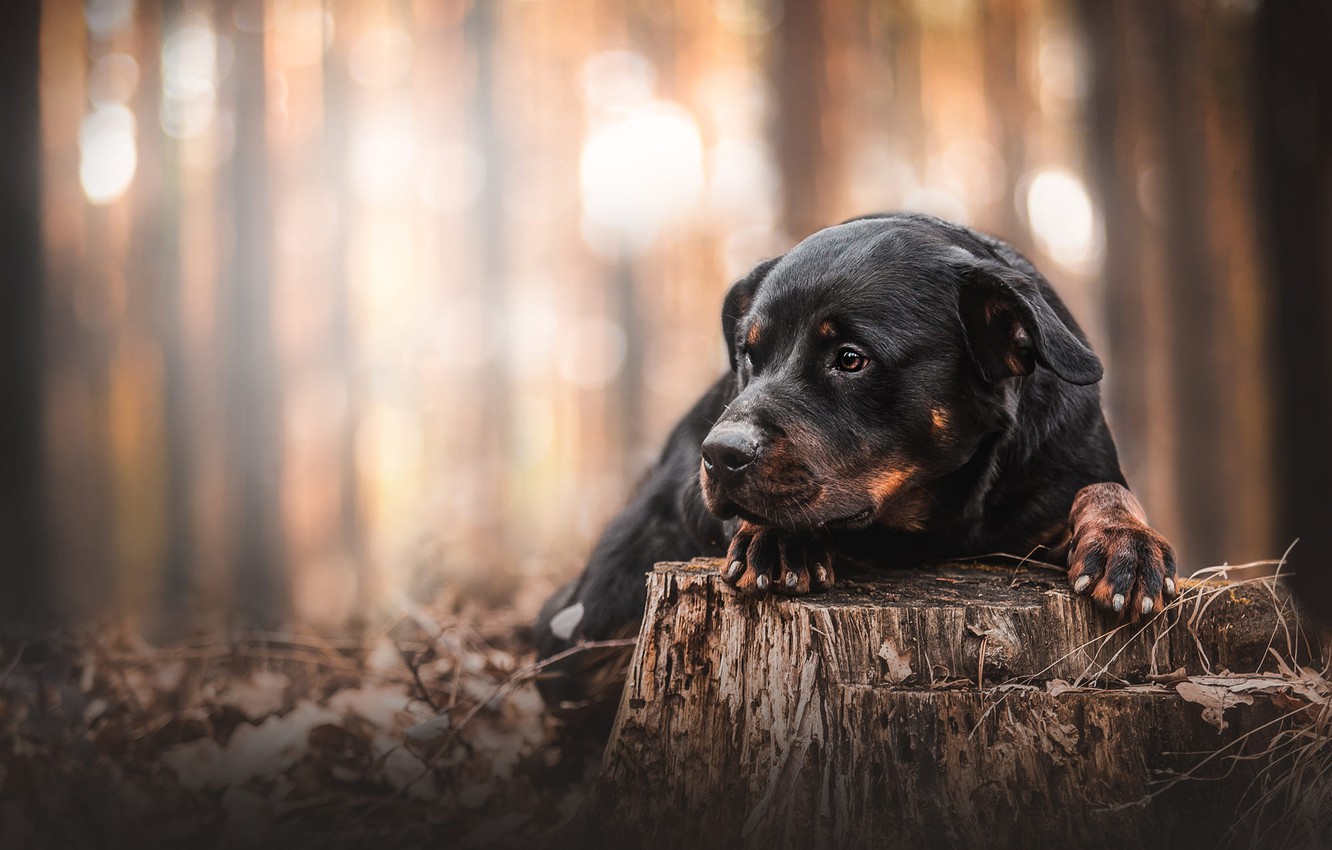 Photo Wallpaper Forest, Look, Light, Trees, Pose, Glare, - Rottweiler , HD Wallpaper & Backgrounds