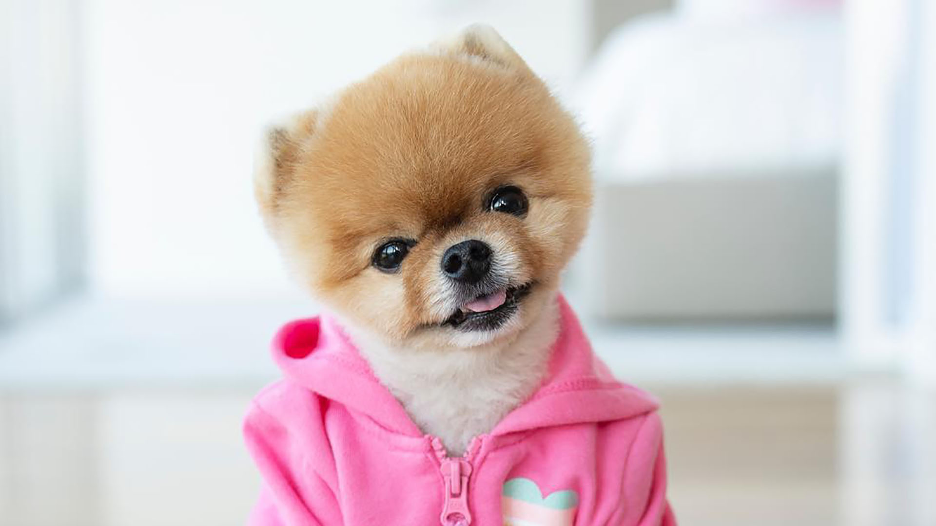 Jiffpom Dog Hd Desktop Wallpaper - Jiffpom , HD Wallpaper & Backgrounds