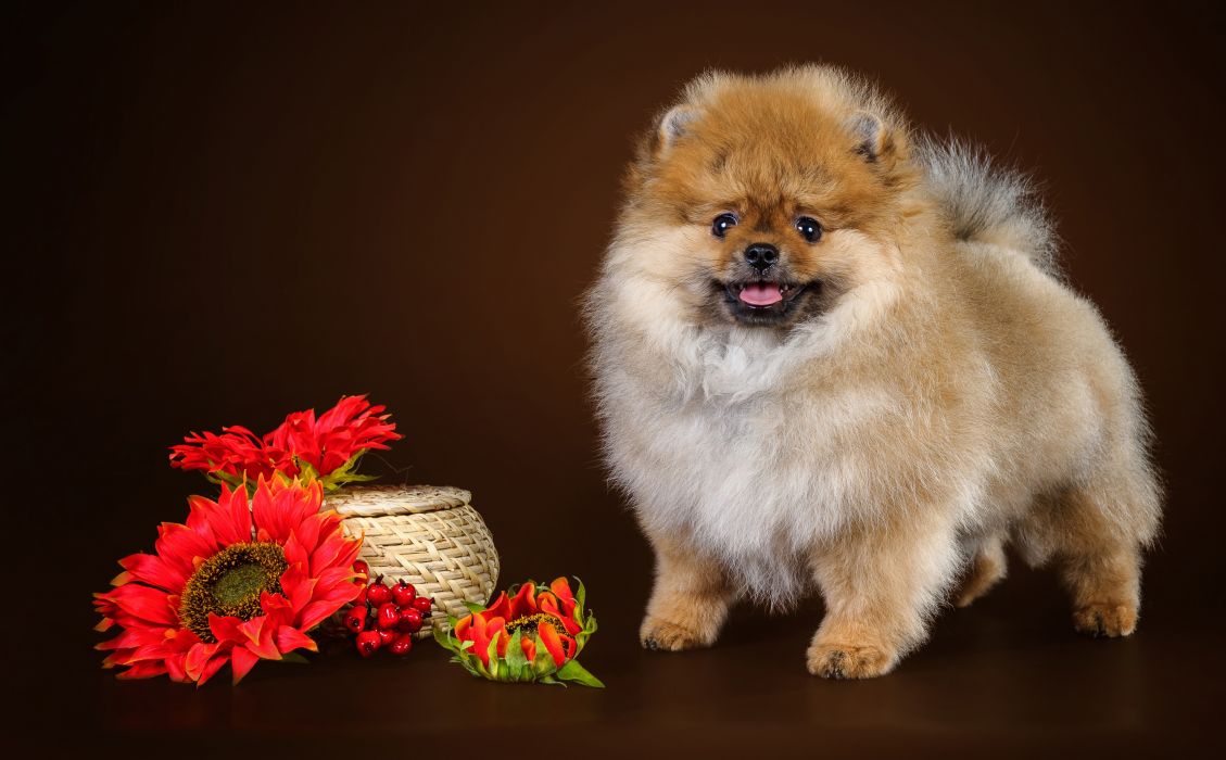 Dog Canine Pet Wallpaper - Spitz Hund , HD Wallpaper & Backgrounds