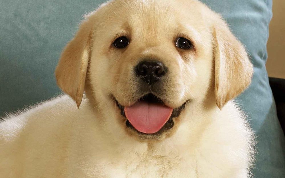 Lab Puppy With Tongue Out , HD Wallpaper & Backgrounds