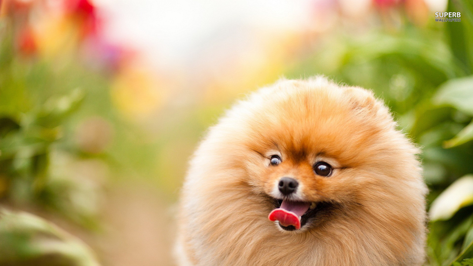 Pomeranian Dog Wallpaper - Cute Pomeranian Background , HD Wallpaper & Backgrounds