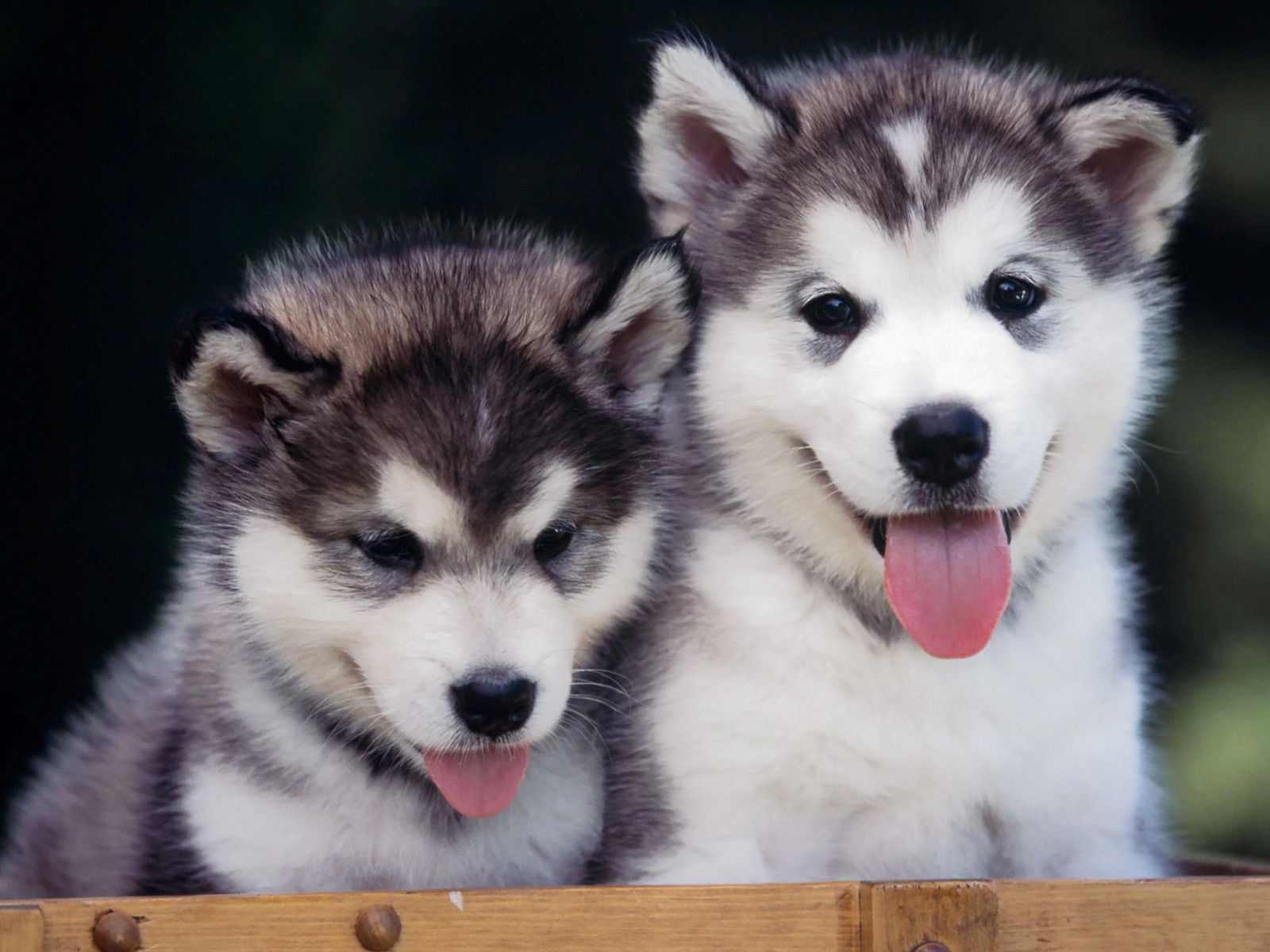 Cute Siberian Husky Puppies Wallpaper Hd - Siberian Husky Cute Puppies , HD Wallpaper & Backgrounds