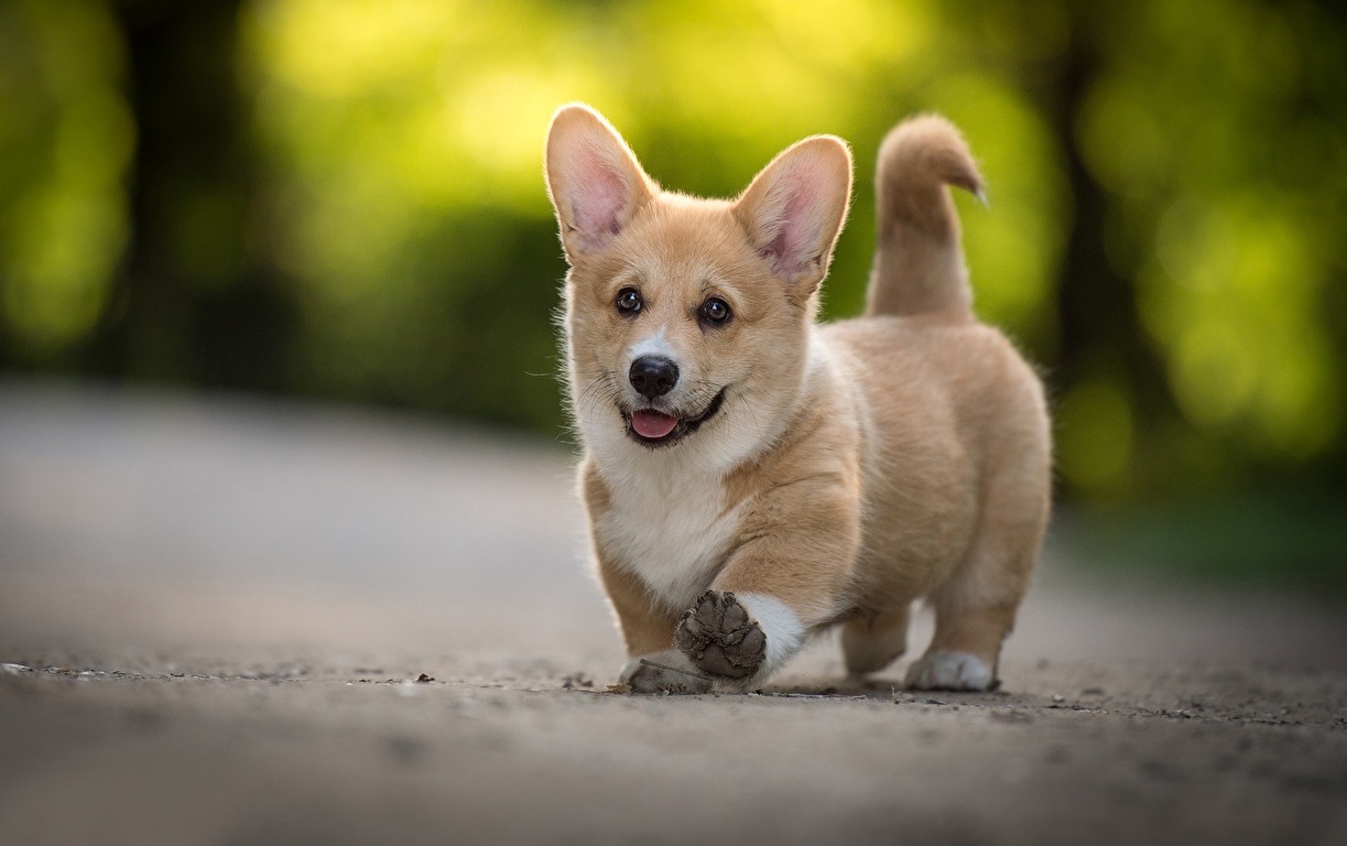 Puppy Wallpaper Hd - Corgi Short Legged Dogs , HD Wallpaper & Backgrounds