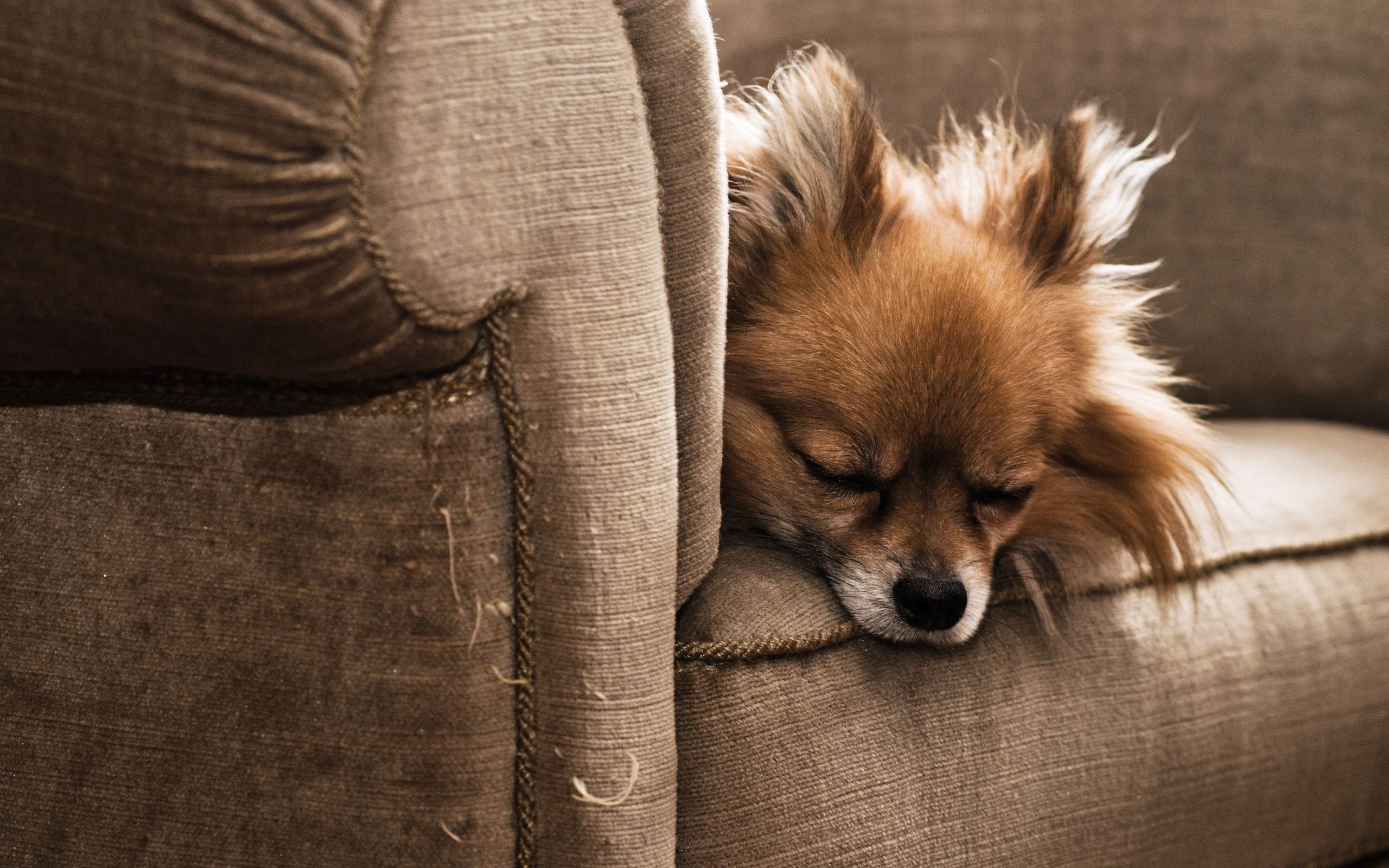 Dog Sleeping In A Couch , HD Wallpaper & Backgrounds