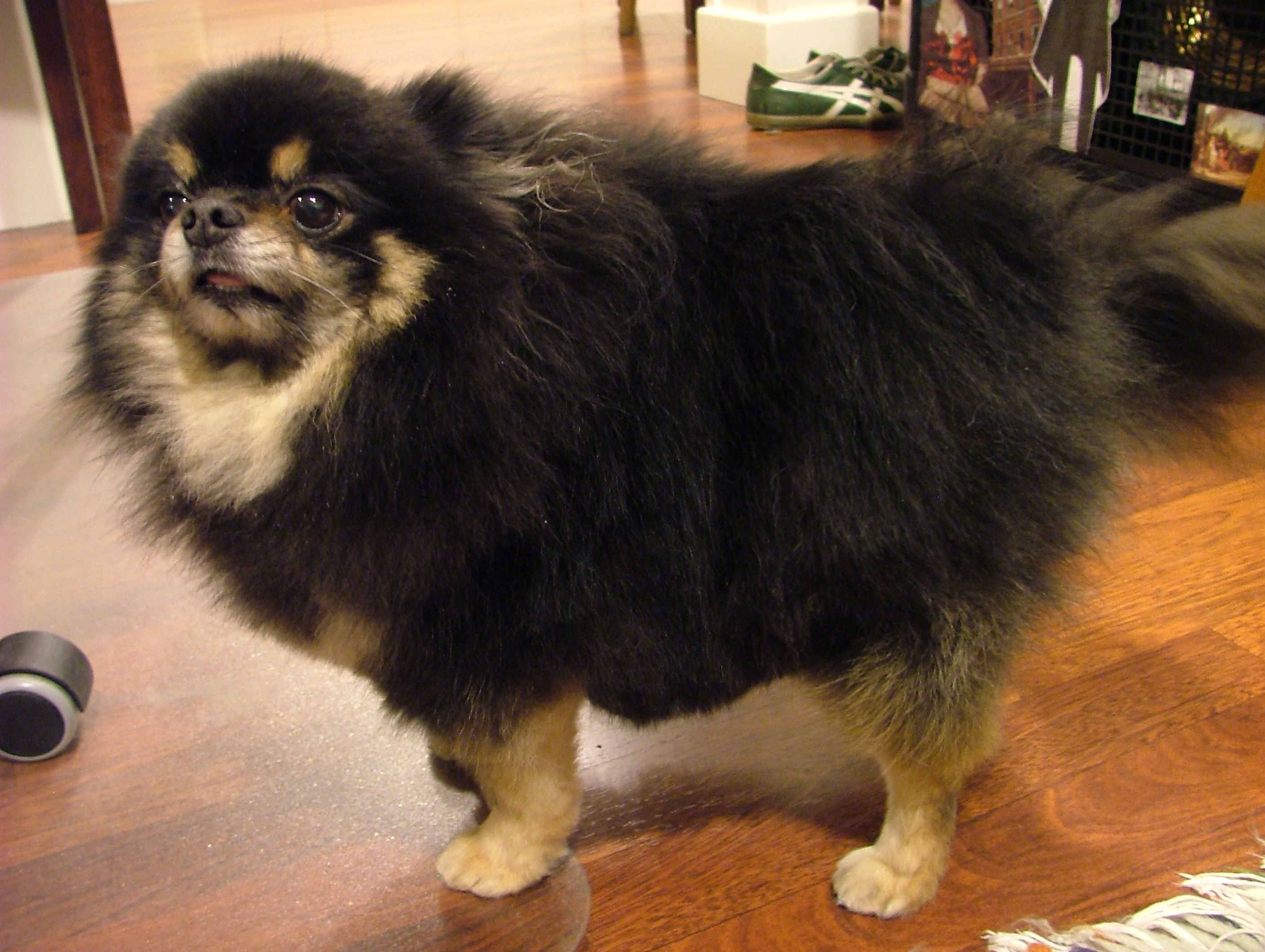 Himalayan Sheepdog , HD Wallpaper & Backgrounds