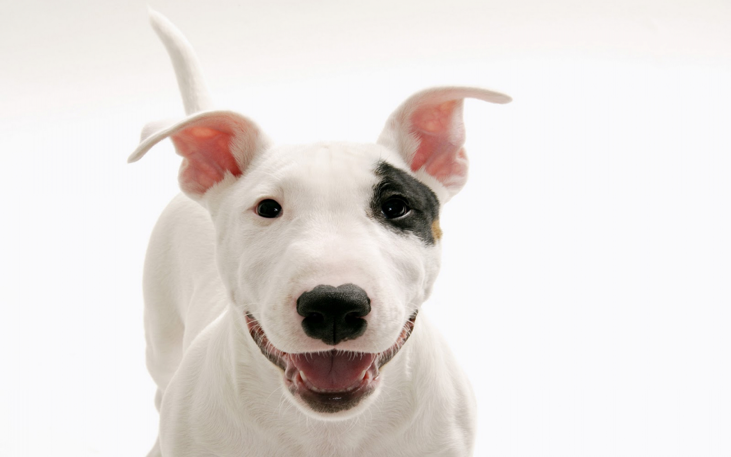 Cute Baby Dogs Wallpaper Hd Download - Dogs Hd White Background , HD Wallpaper & Backgrounds