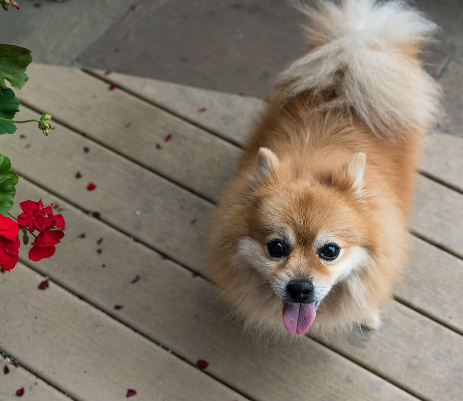 Brown Pomeranian On Parquet Floor, Dog, Pet, Canine, - World Small Dog Breeds , HD Wallpaper & Backgrounds