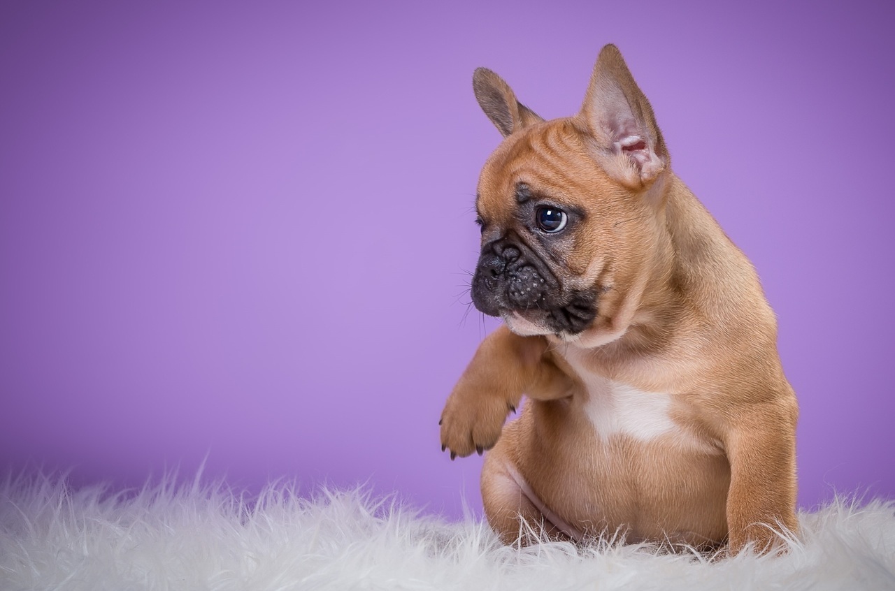 Baby, Puppy, And Dog Image - Desktop Background French Bulldogs , HD Wallpaper & Backgrounds