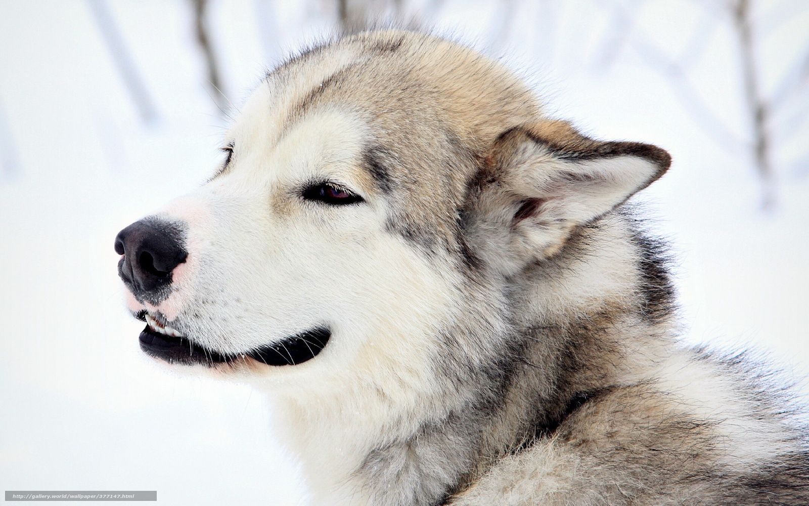 Download Wallpaper Dog, View, Friend Free Desktop Wallpaper - Dog In Snow , HD Wallpaper & Backgrounds