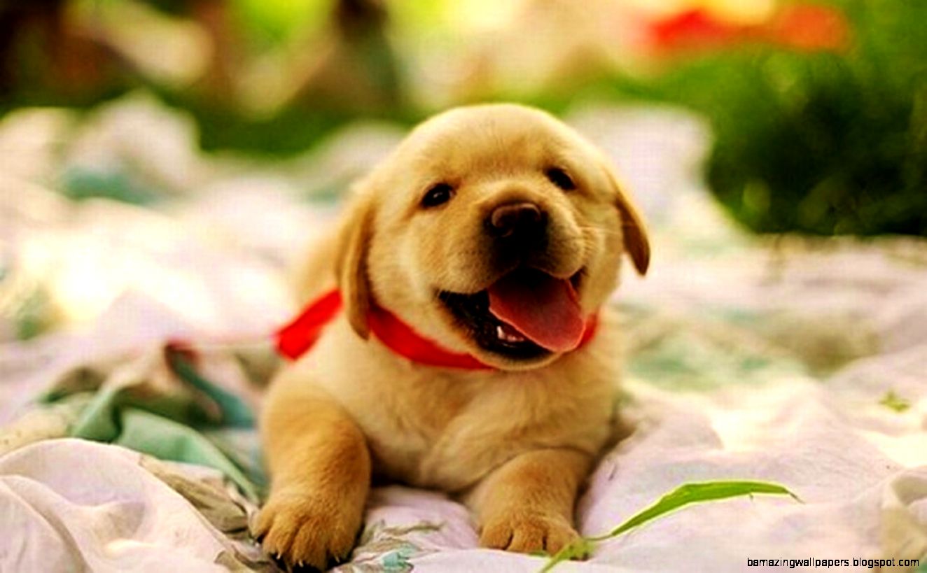 Wall4all Happy Cute Puppy Baby Labrador Sweet Desktop - Happy Cute Puppy , HD Wallpaper & Backgrounds