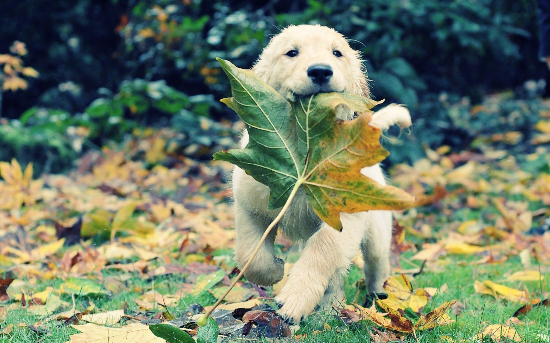 Autumn, Leaves, Dog - Golden Retriever And Leaf , HD Wallpaper & Backgrounds