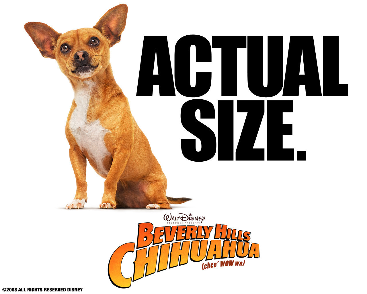 Images Of Beverly Hills Chihuahua - Chihuahua En Beverly Hills 4 , HD Wallpaper & Backgrounds