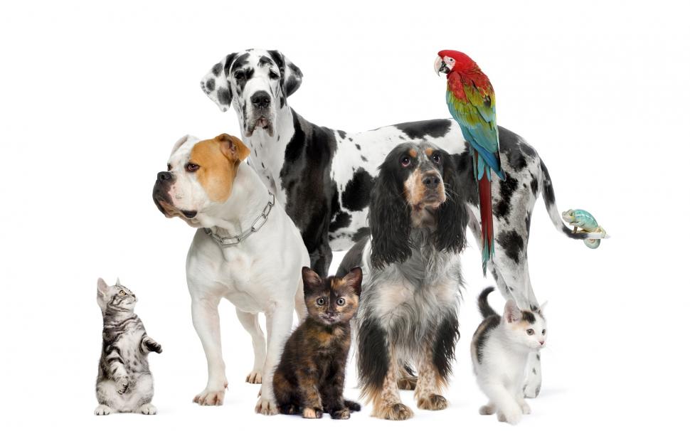Pet Animals Wallpaper,animals Hd Wallpaper,2880x1800 - Pets In A Group , HD Wallpaper & Backgrounds