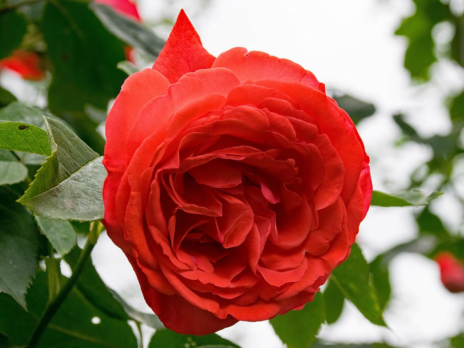 Rose, Papi Delbard, Climbing Rose, Flowers, Red, Orange, - Flower , HD Wallpaper & Backgrounds