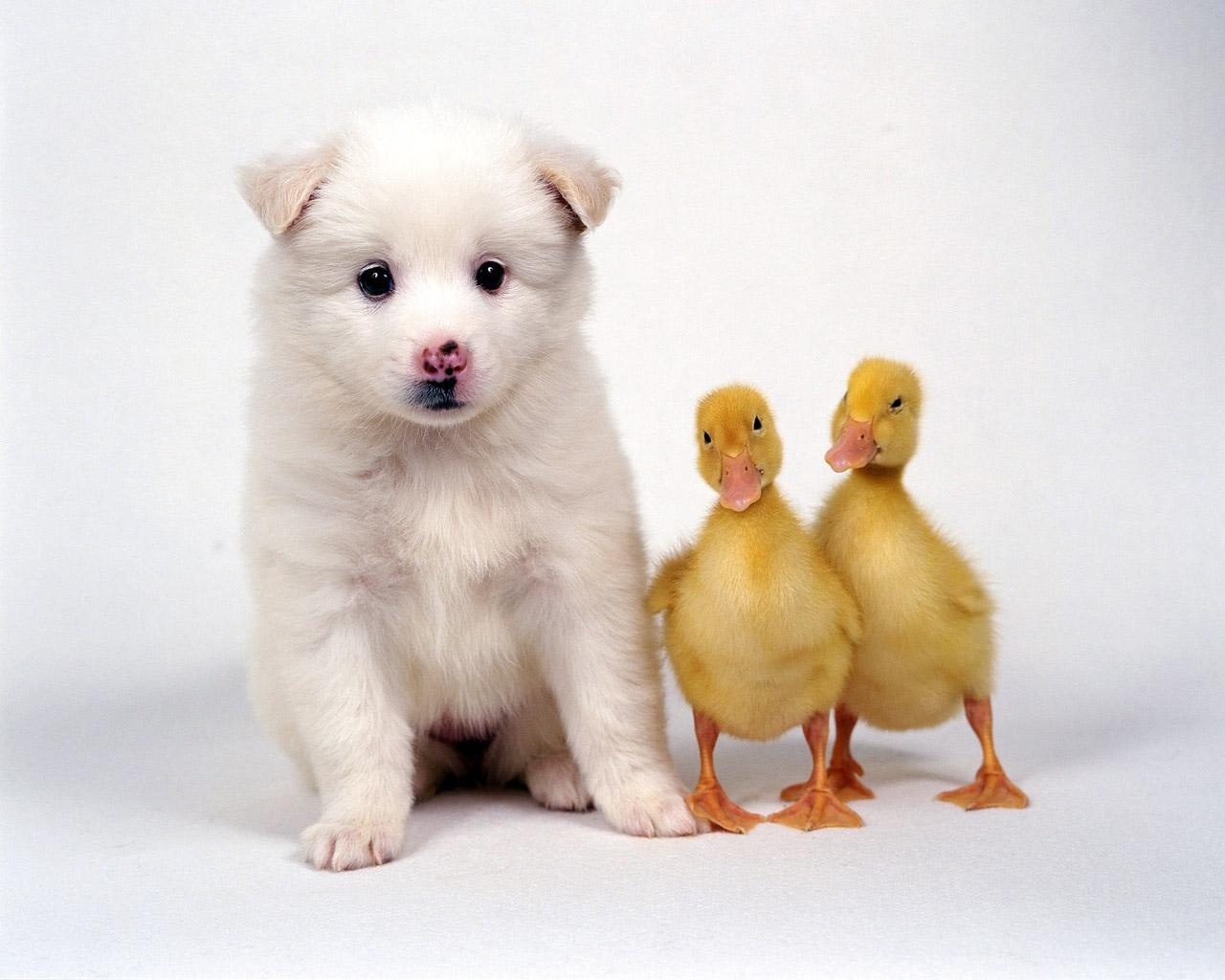 Cute Friends - Puppy And Ducks , HD Wallpaper & Backgrounds