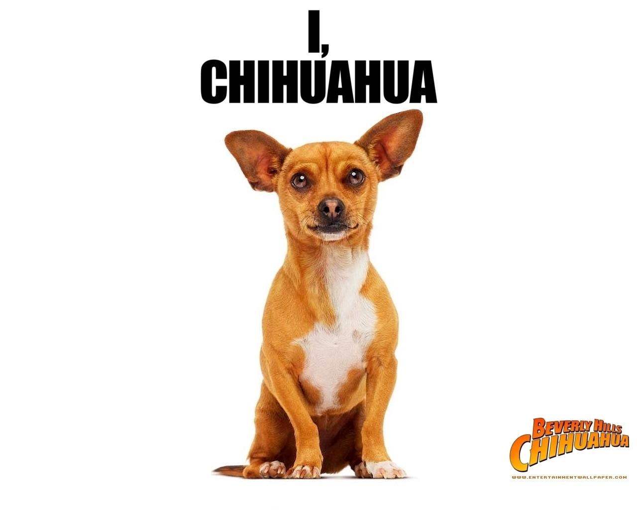 Hd Quality Wallpaper - Beverly Hills Chihuahua Dogs , HD Wallpaper & Backgrounds