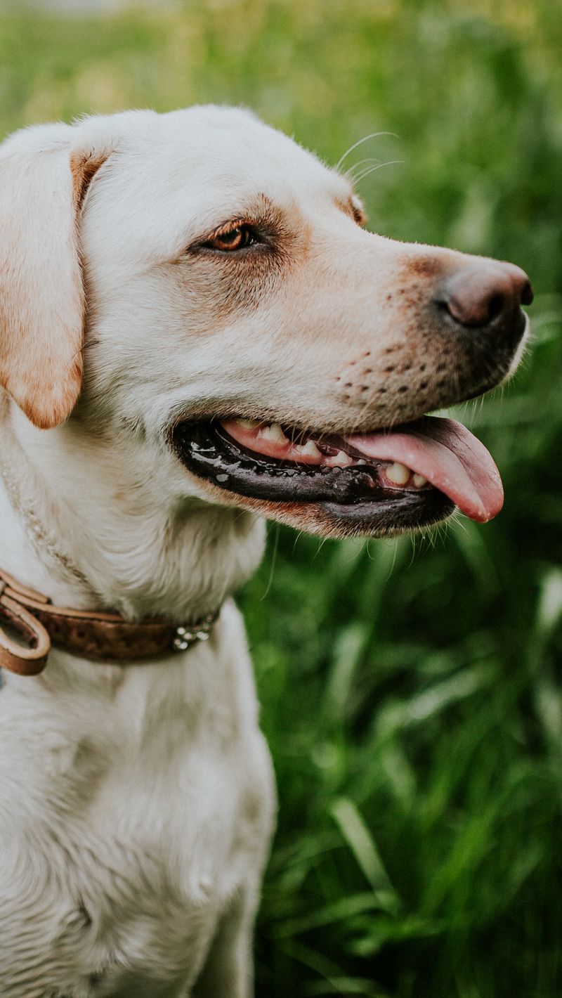 Wallpaper Labrador, Collar, Dog - Dog , HD Wallpaper & Backgrounds