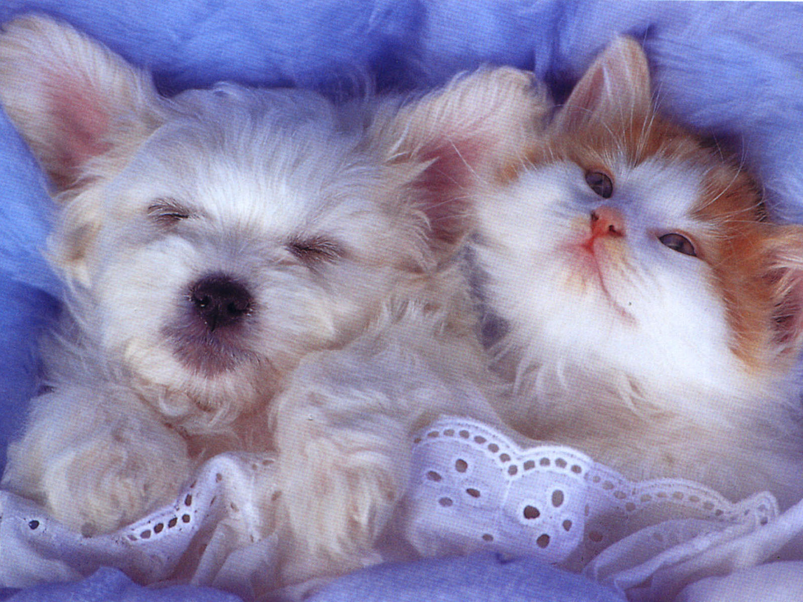 Babies - Cute Cat N Dog , HD Wallpaper & Backgrounds